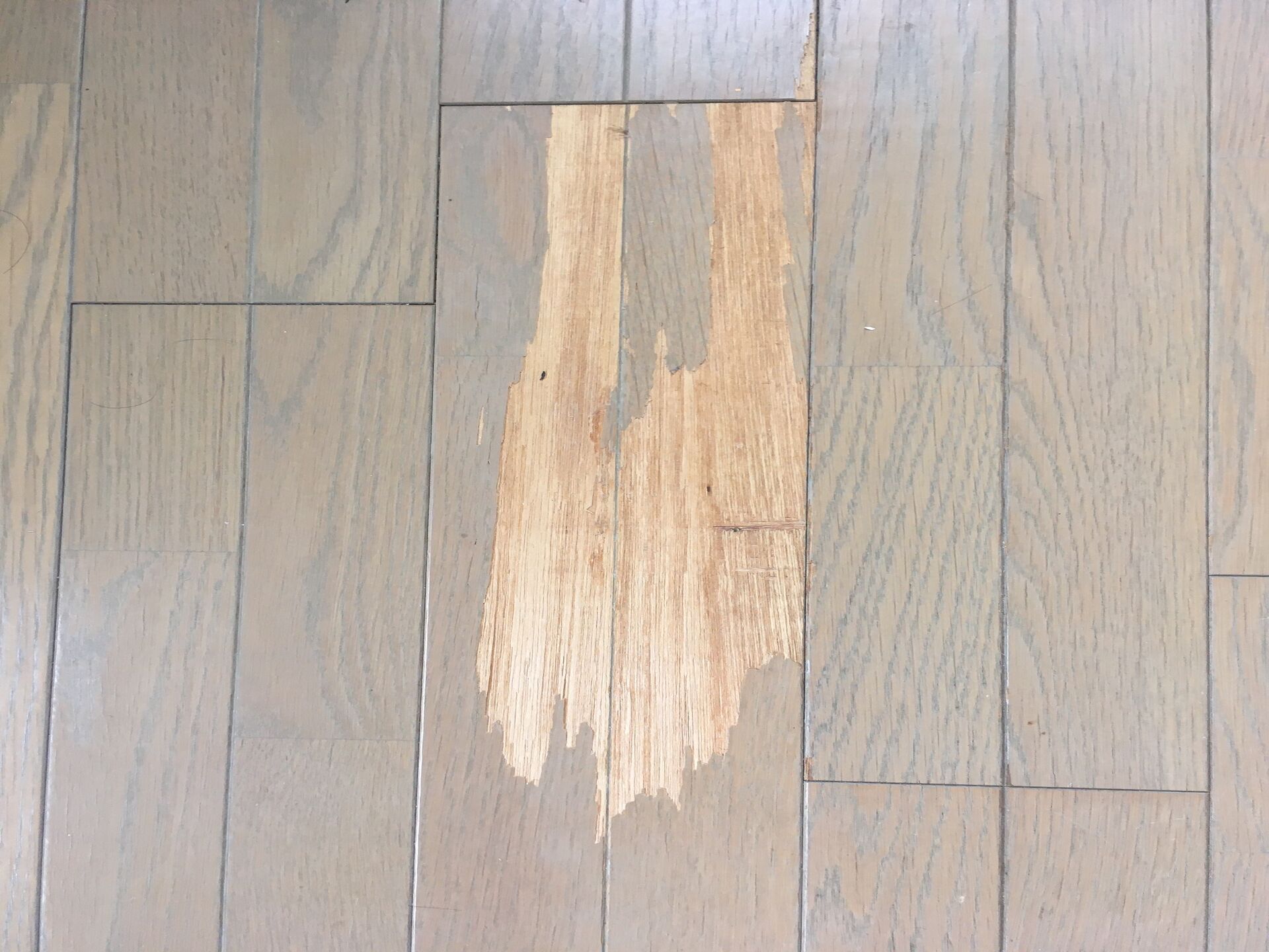 フローリングの劣化による剝がれ補修はトータルリペアくさかにお任せください！札幌市、北広島市で承っております。